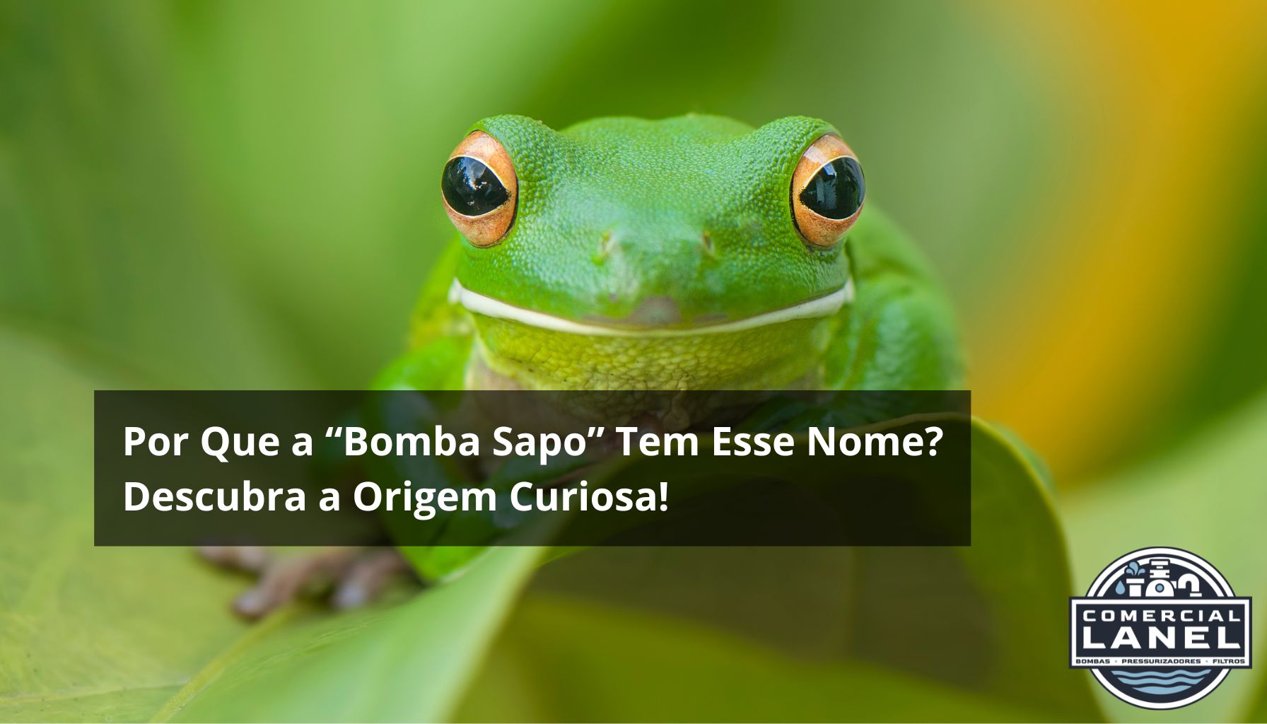 bomba sapo